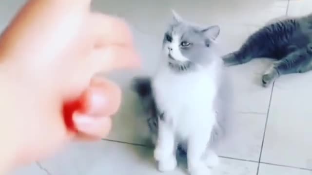 funny cat video 4