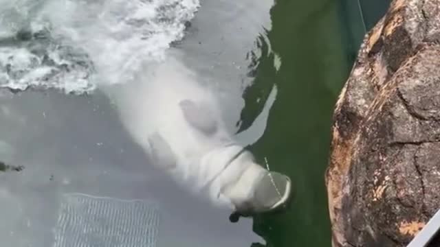 The belly of a hippo is actually quite white