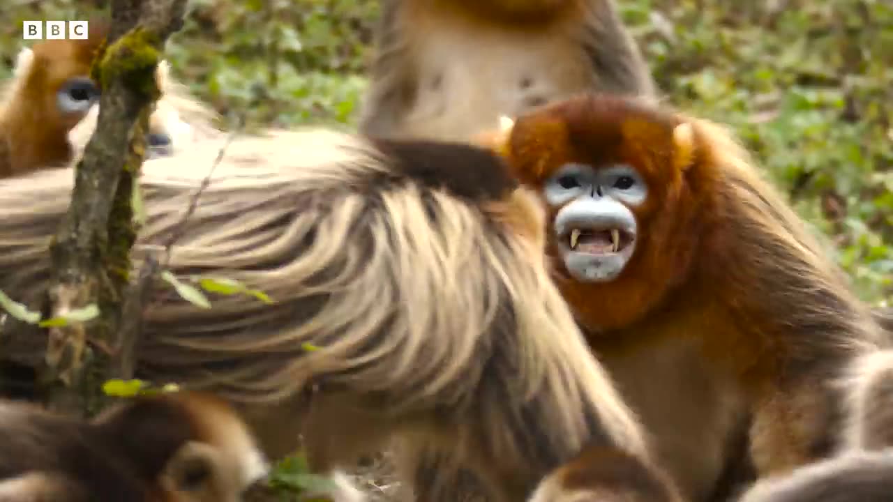 Snub Nosed Monkey Fights to Protect Family | 4K UHD | China: Nature's Ancient Kingdom | BBC Earth