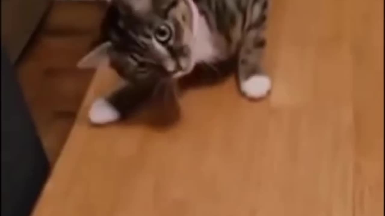 Funny animals try not to laugh