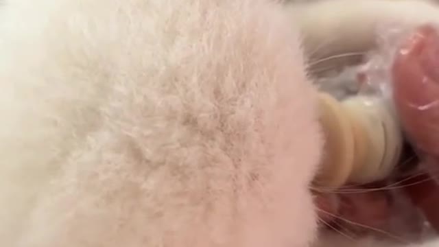 Look at her ears.🥺 #kitty #kitten #kittensoftiktok #catsoftikto