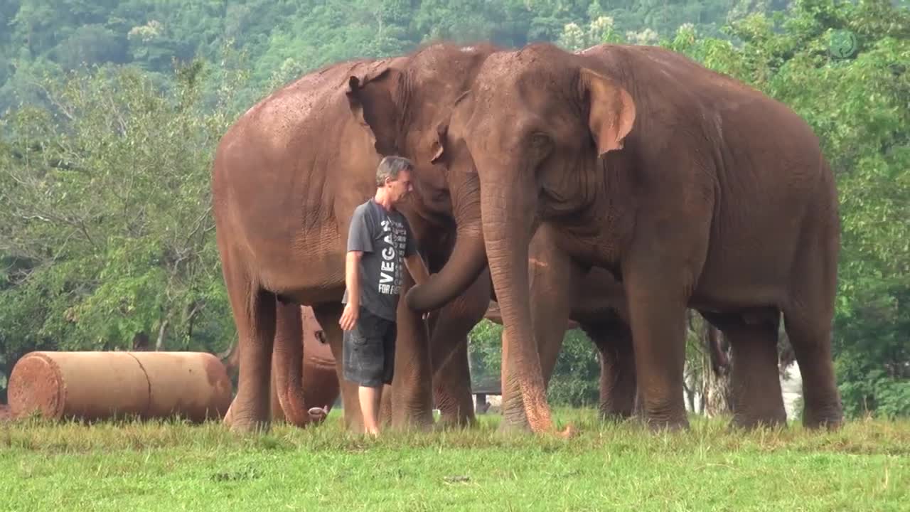 Elephant Stoped Eating Special Meal To Meet Their Favourite Person
