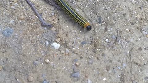 Yellow necked caterpillar