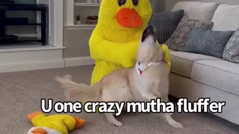 Dressing Up As Our Dogs🐕 Favorite Duck🦆 Toy