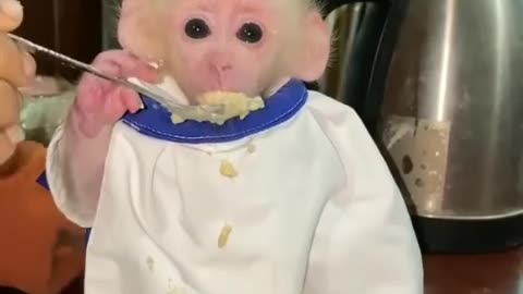 Funny Cute Baby Monkey