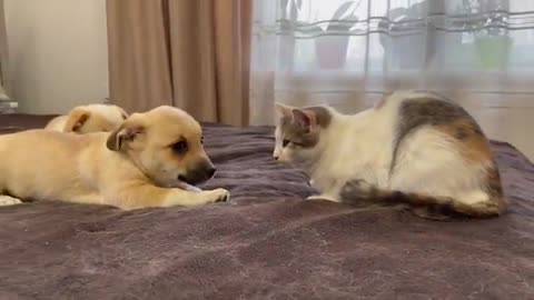 Funny Puppies Reaction to Cat