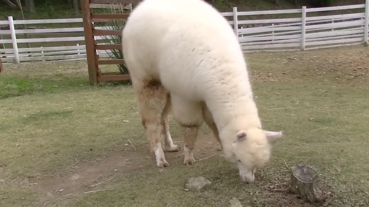 Alpaca Cry_Animal Video