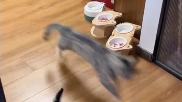 animals only in museums