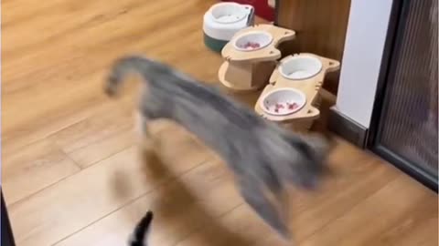 animals only in museums