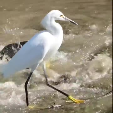 Snowy Egret fishing#bird #nature #shortanimal #shorts
