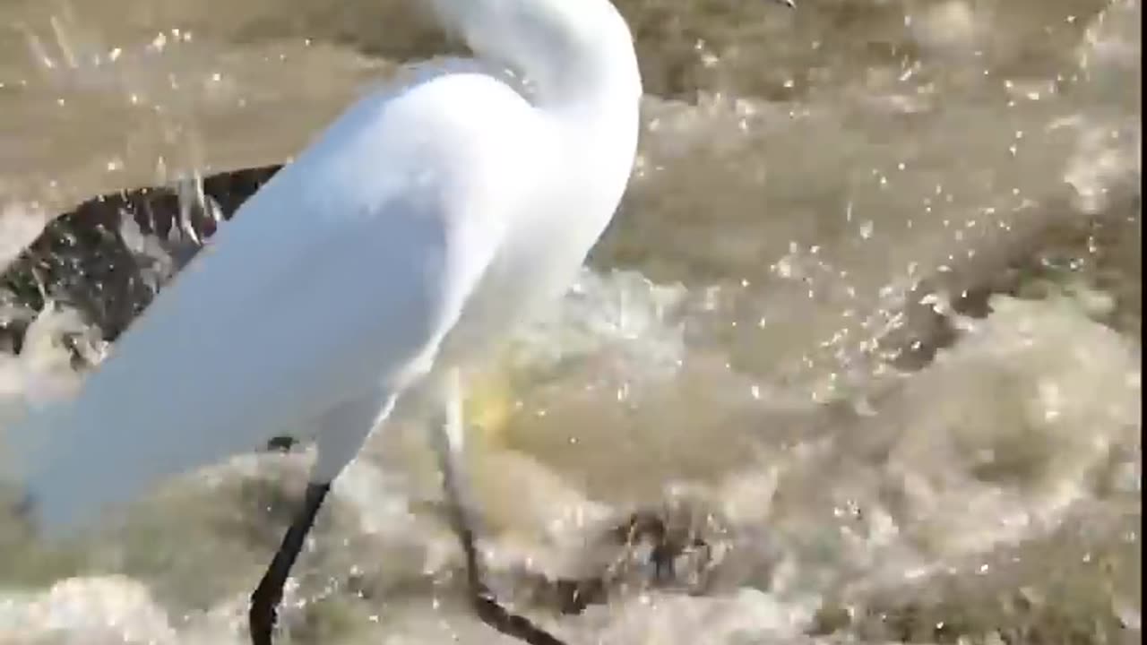 Snowy Egret fishing#bird #nature #shortanimal #shorts