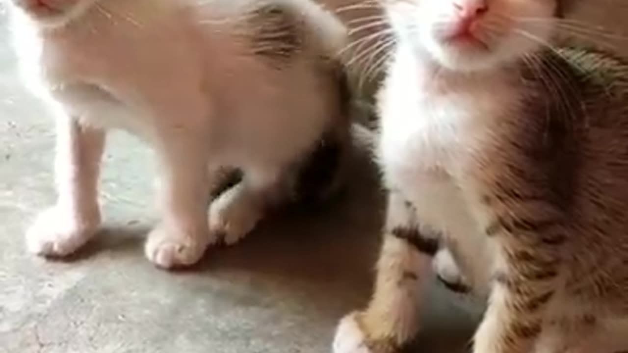 tik tok video cat comptition