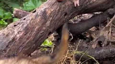 Cute Ducklings and Puppy