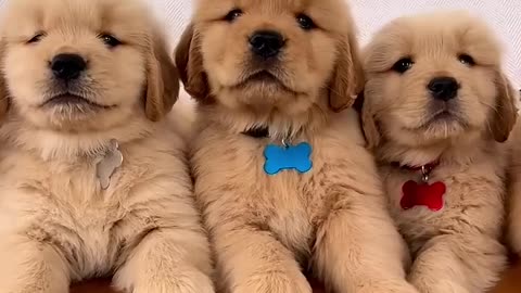 Handsome Puppies