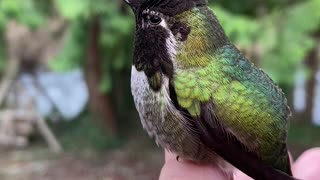 Hummingbird Showcases Reflective Feather Color Changes