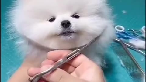 cute dog