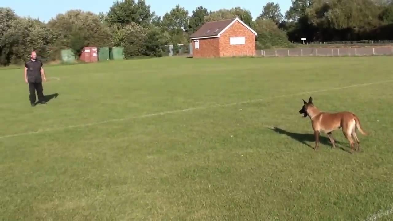 Wili Carp and Laika obedience... outstanding work