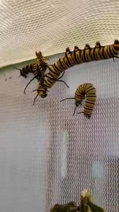 Monarch Butterfly Caterpillars Eating Each Other