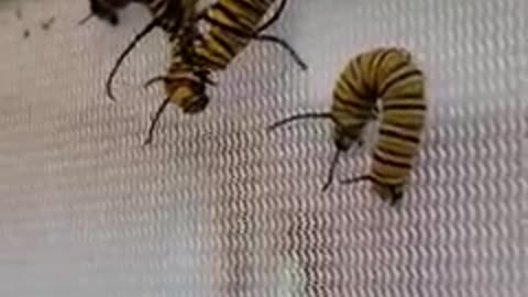 Monarch Butterfly Caterpillars Eating Each Other