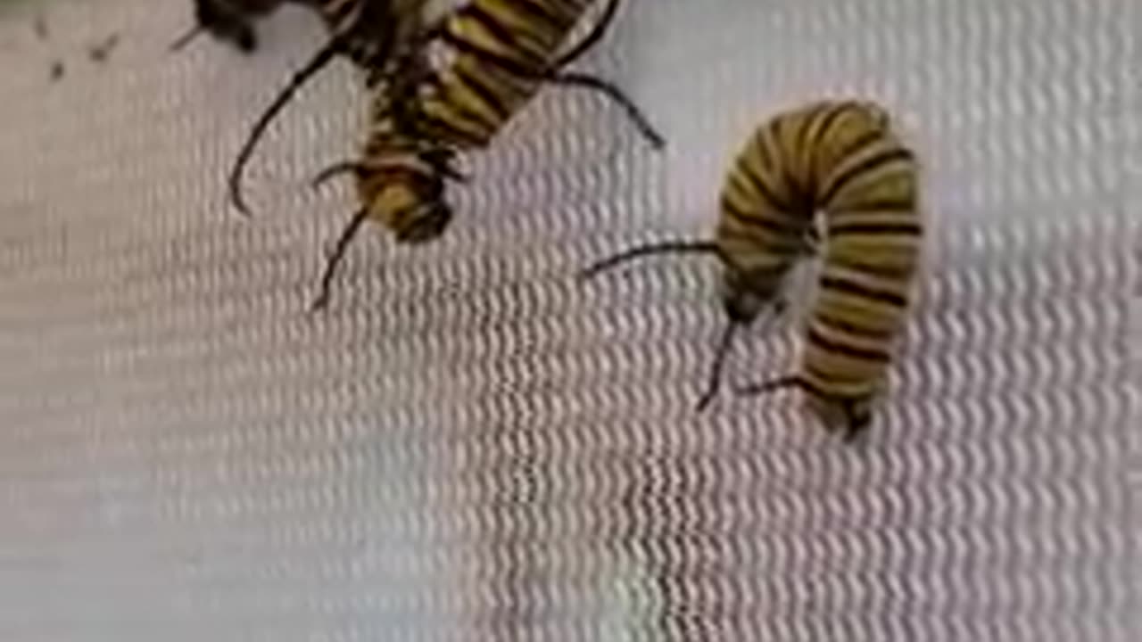 Monarch Butterfly Caterpillars Eating Each Other