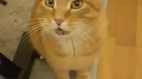 Happy kitty speaking