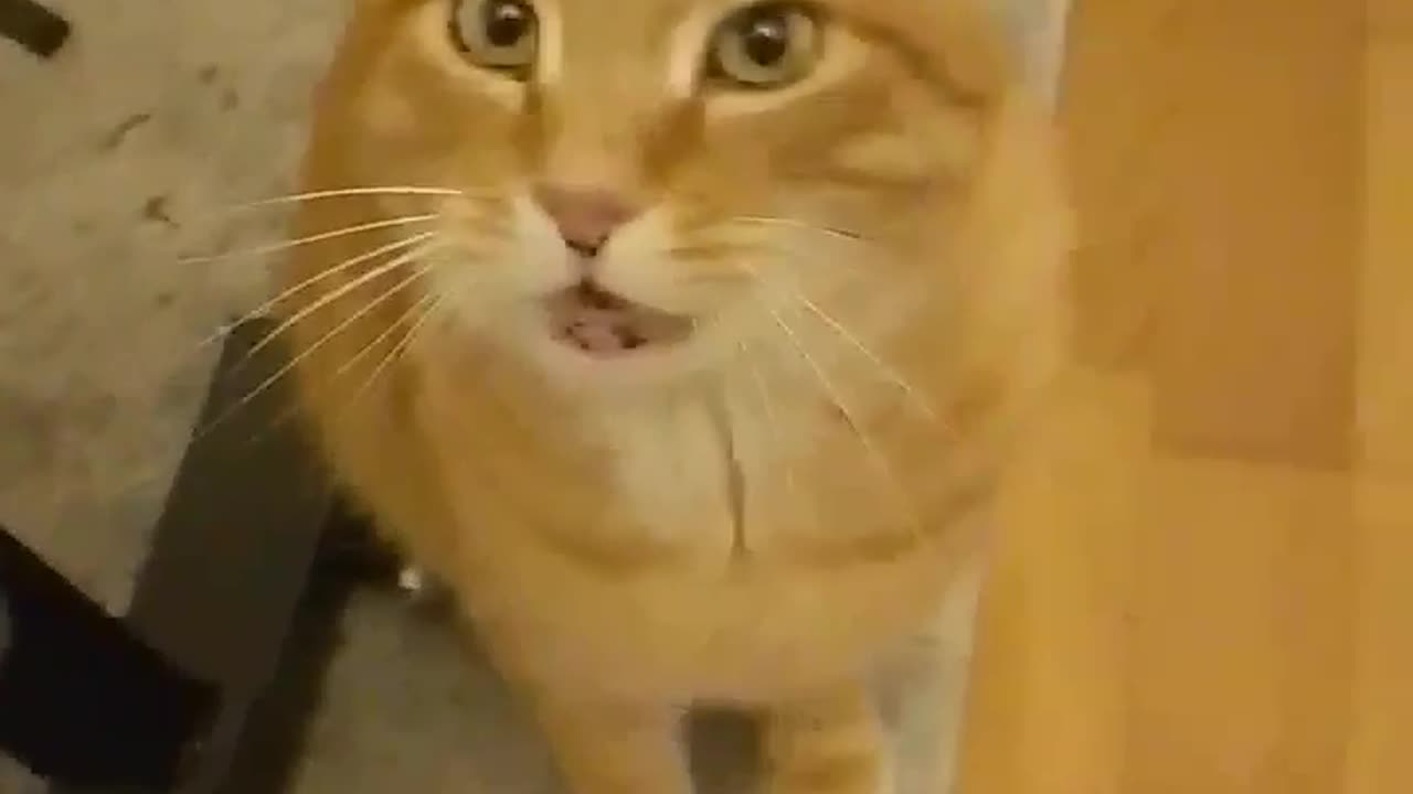 Happy kitty speaking