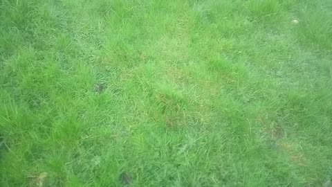 Test grass