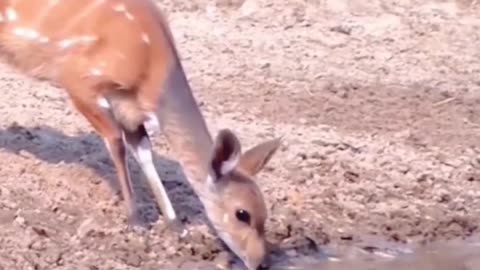 Beautiful animal