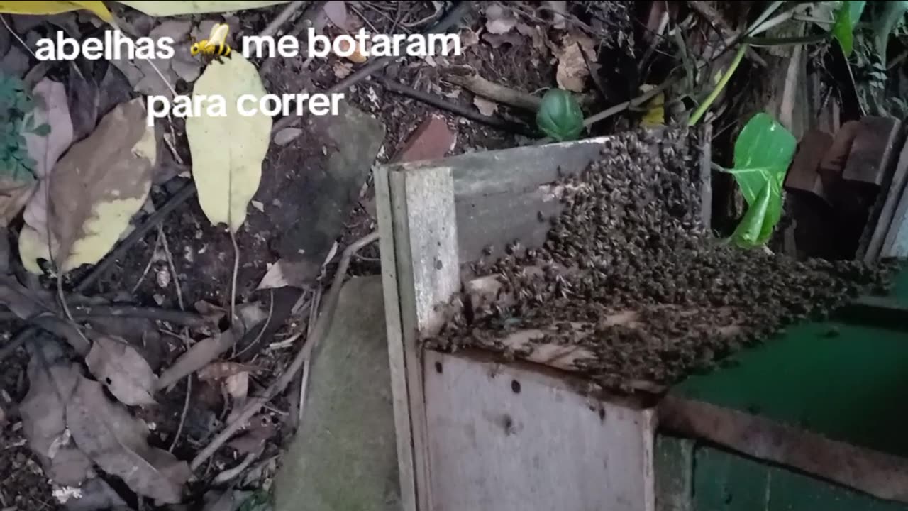 Abelhas 🐝 me colocaram para correr