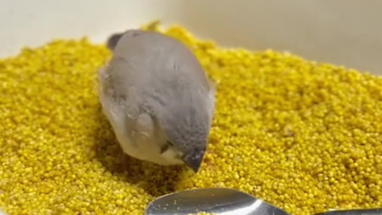A bird is eating...