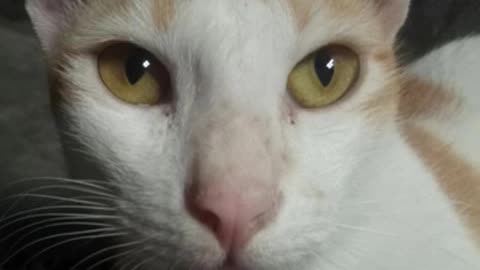 Cute cat