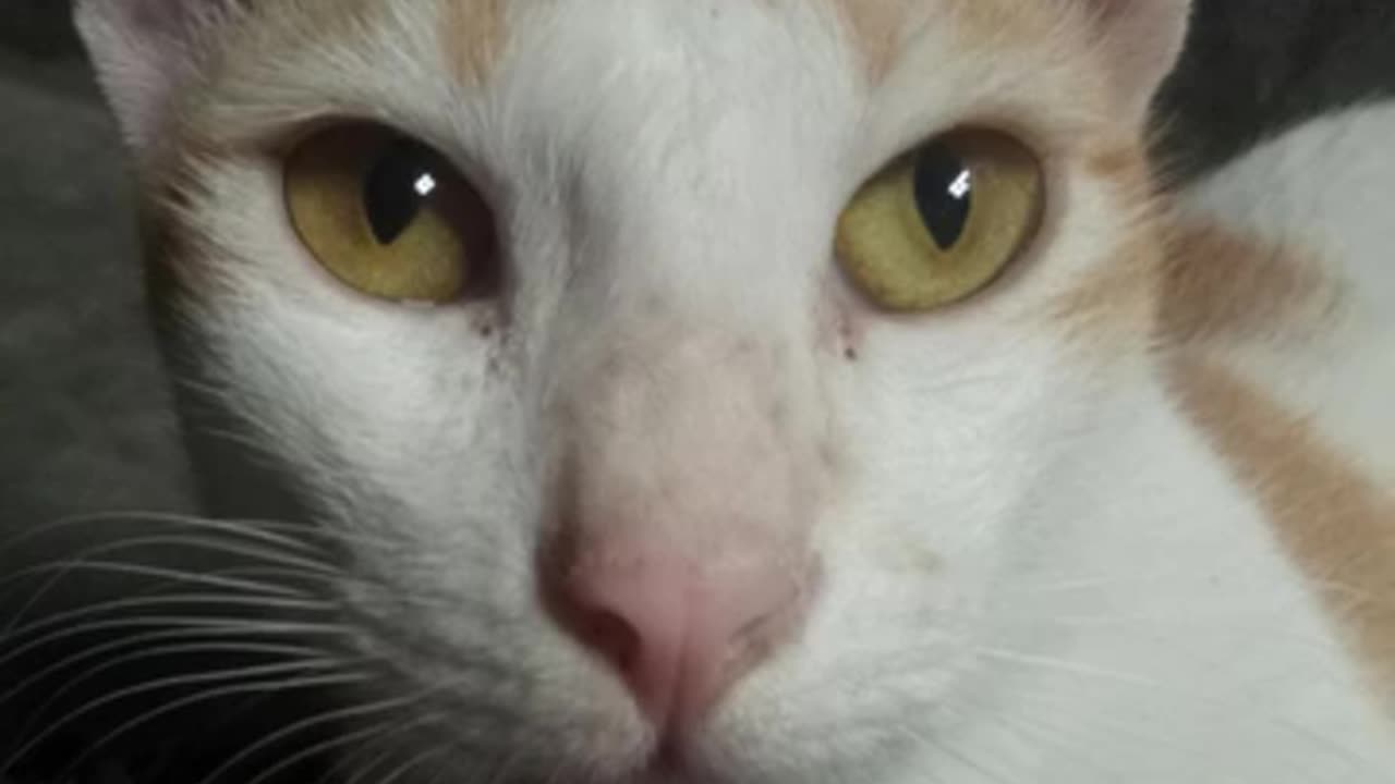 Cute cat