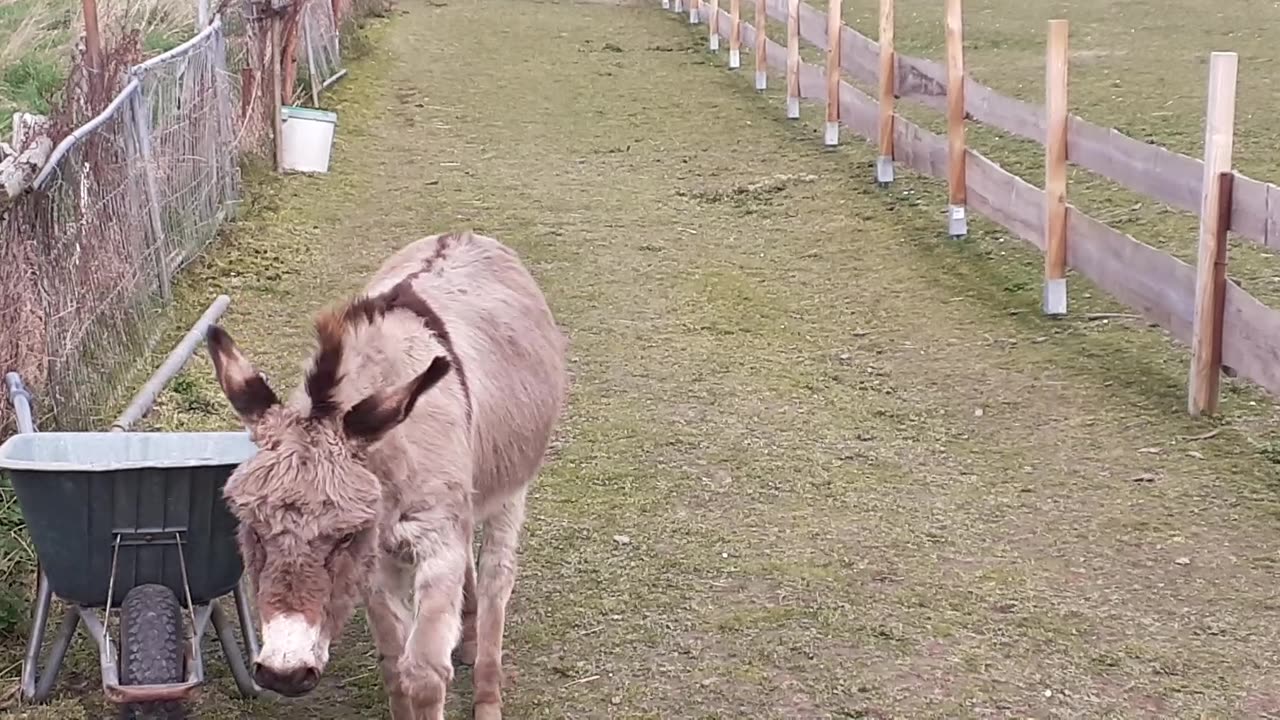 Esel in Mexiko oder Meusdorf?