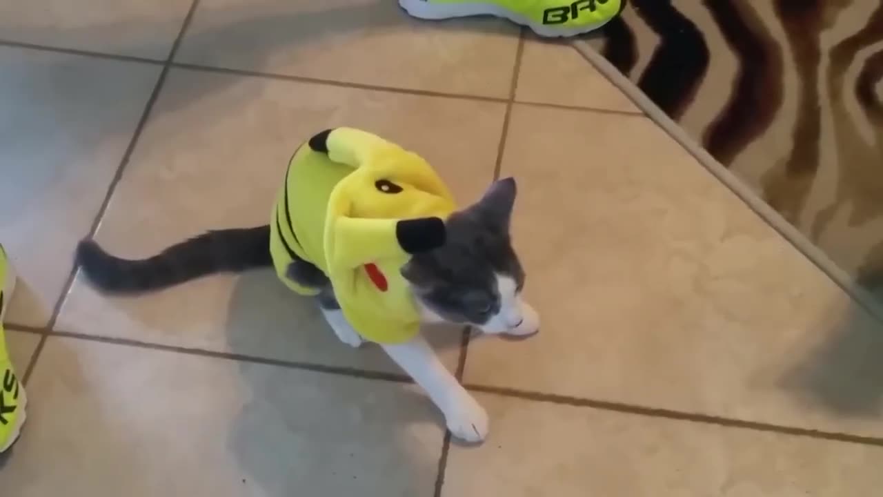 New Funny Animals Video 2023 | Funniest Cats and Dogs Videos | New Funny Video Of Cat And Dogs #422