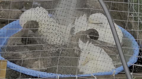 Duck Shower