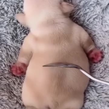 Funny animals le massage qui fait du bien