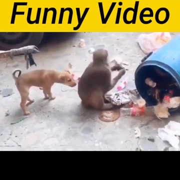 Monkey funn