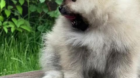 Cute puppy