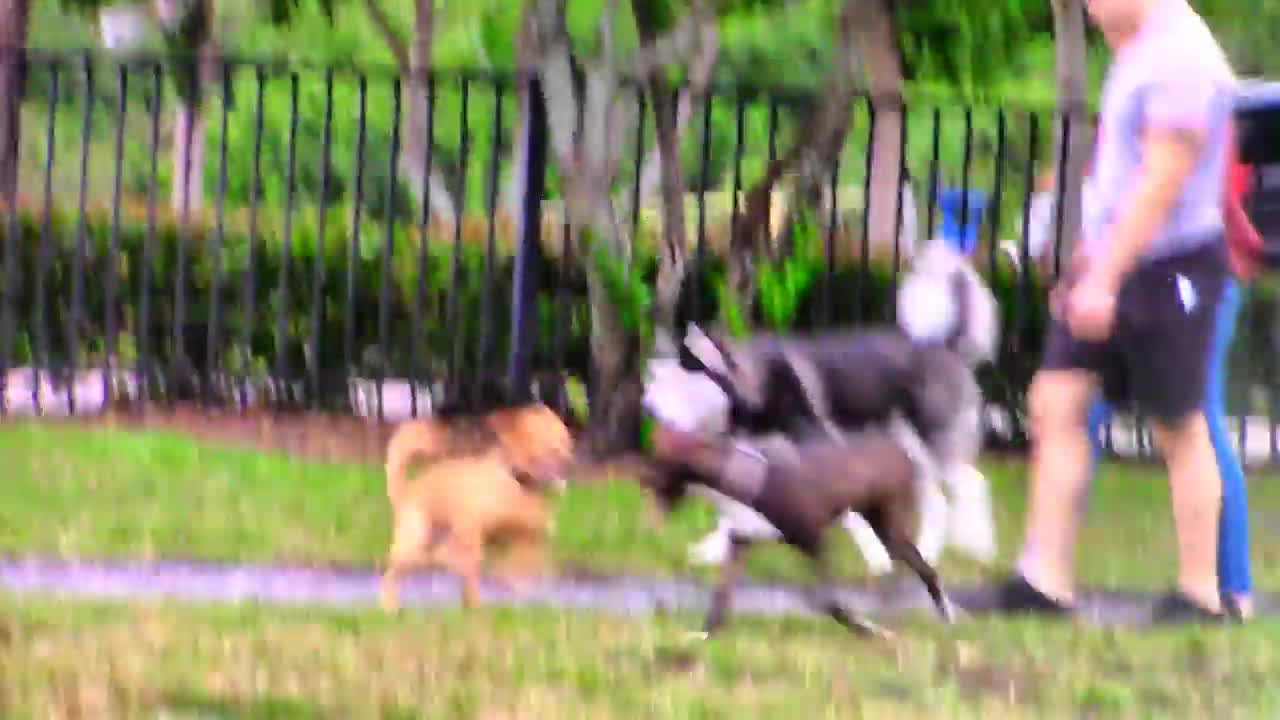 Aggressive Dog's reaction to other dogs