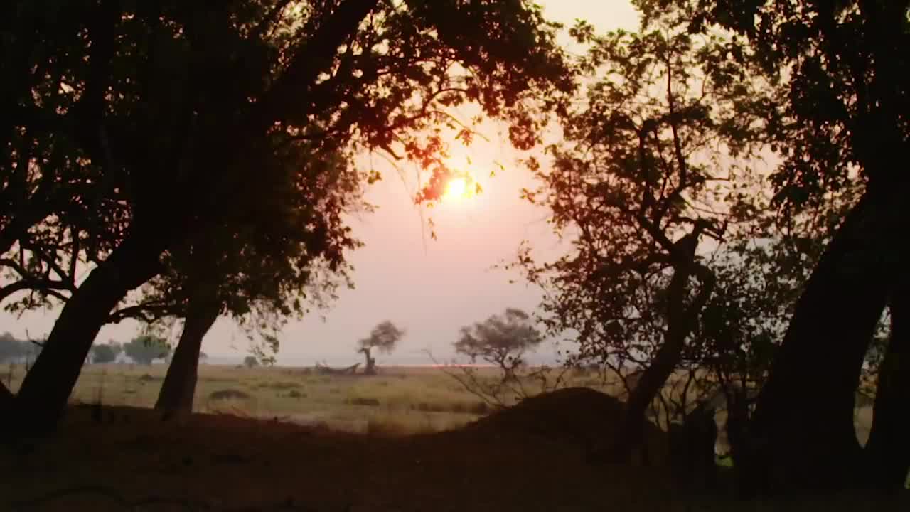 Spend A Day On The Plains Of Zimbabwe | Relax, Mediation, Sleep | BBC Earth