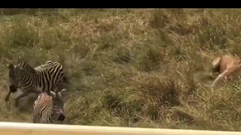 Animal funny