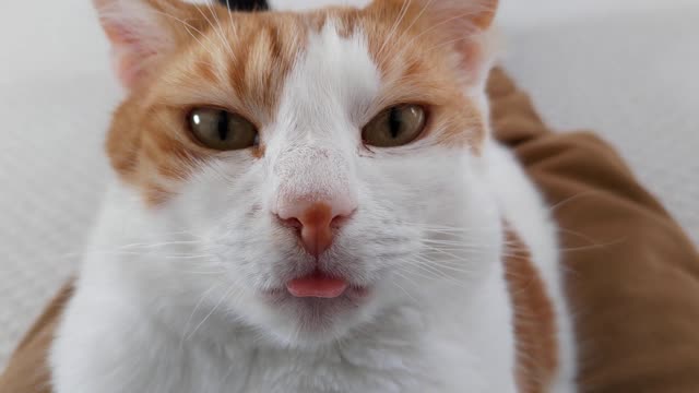 Cat Blepping & Purring