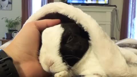 Rabbit leasdsafns he is adopted_Cut