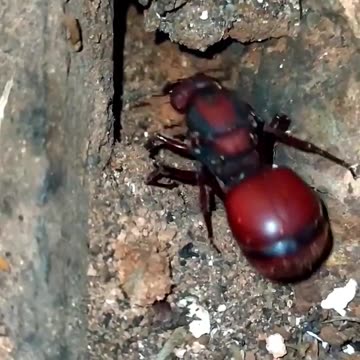 queen leafcutter ant digging her anthill