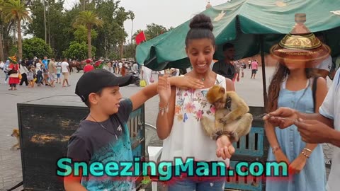 Pet Monkey