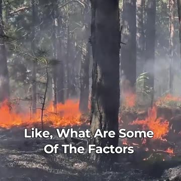 🔥🌳 Discovering The Benefits Of Fire In Our Forests! 🔥🌳