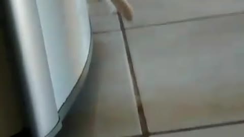 Kitten wanting to fight with the ball of paper