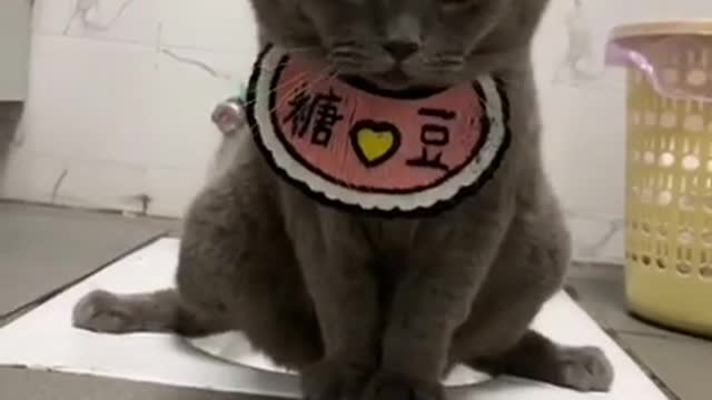 Funny Animal Videos Smart Cat