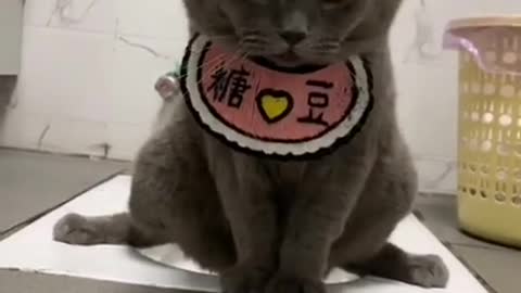 Funny Animal Videos Smart Cat