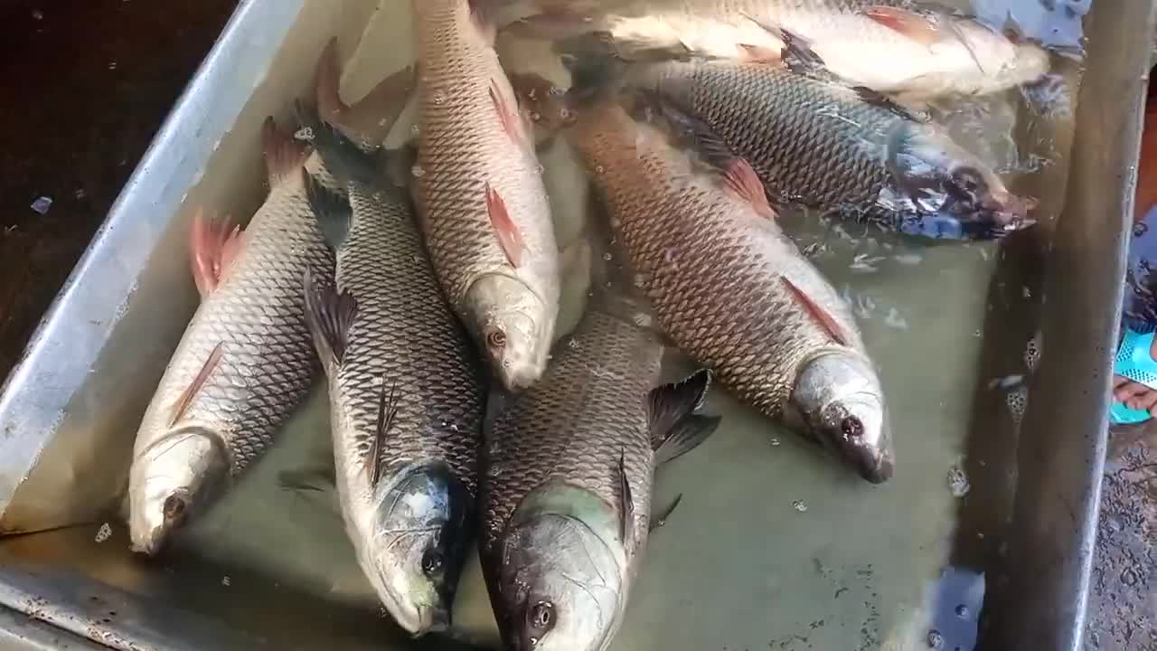 katla fish of fish Market